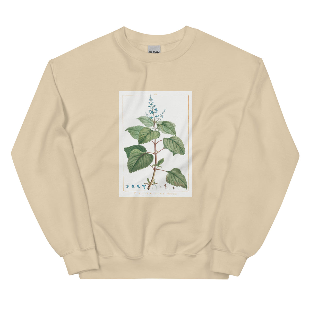 Sand Sweater Plectranthus Fruticosus Image - Pierre-Joseph Redoute And Charles Louis 1784 Essential