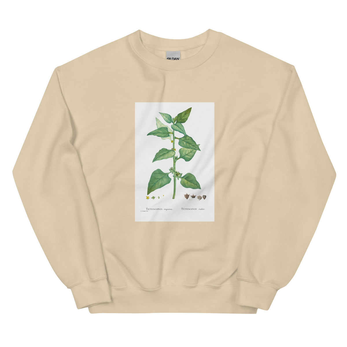 Sand Sweater Tetragonia Expansa New Zealand Spinach Essential