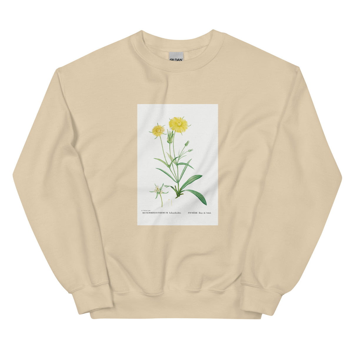 Sand Sweater Mesembryanthemum Helianthoides Spatula Leaved Fig Marigold - Pierre-Joseph 1799 Essential