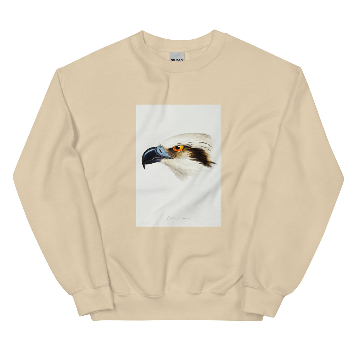 Sand Sweater White-Headed Osprey Pandion Leucocephalus Illustrated Essential