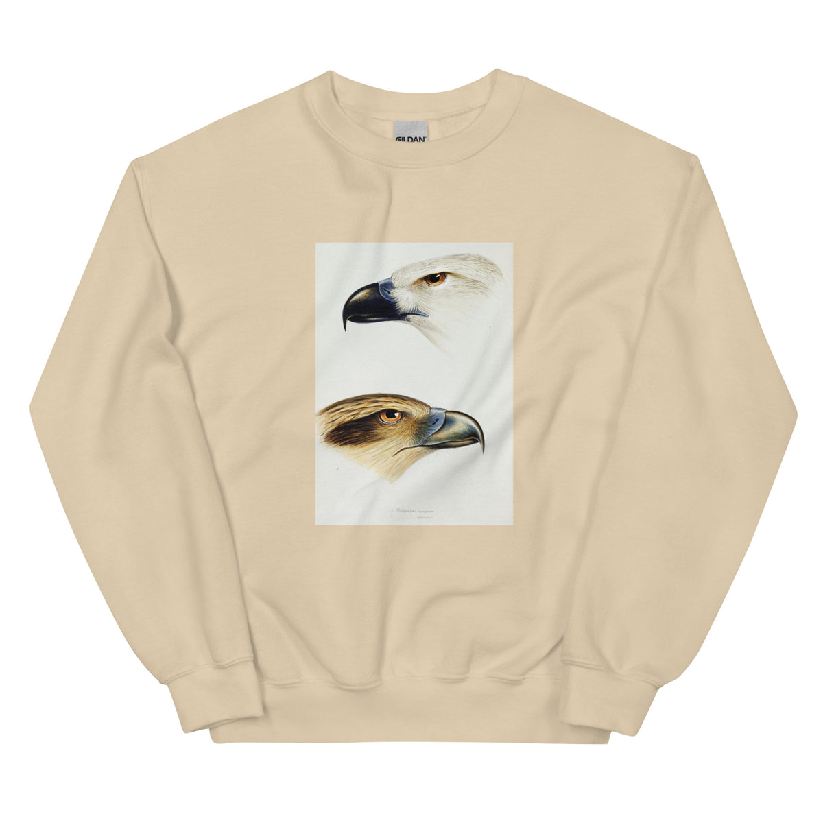 Sand Sweater 1 White-Bellied Sea Eagle Haliaeetus Leucogaster 2 Whistling Kite Haliastur Sphenurus Illustrated Essential