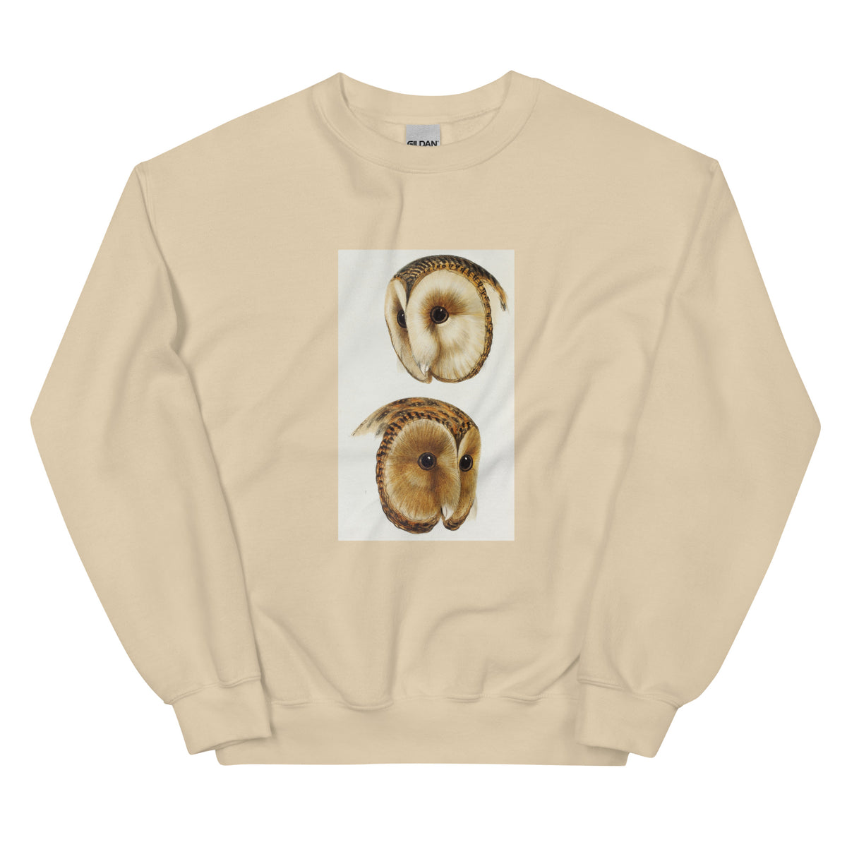 Sand Sweater 1 Masked Barn Owl Strix Personata 2 Tasmanian Masked Owl Strix Castanops Illustrated Essential