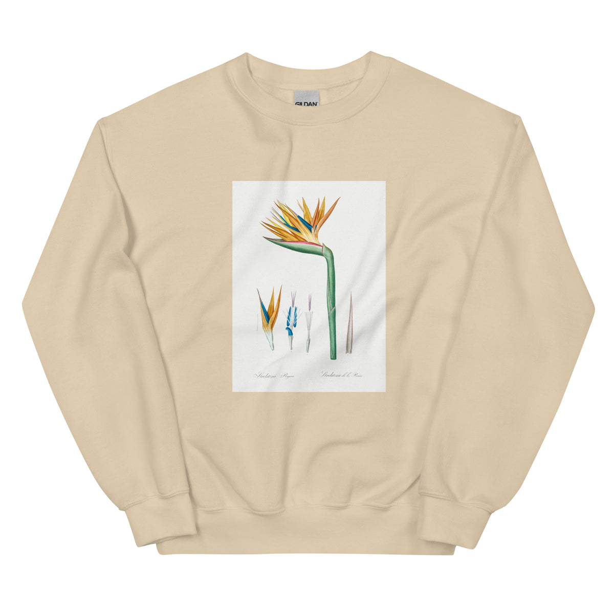 Sand Sweater Bird Of Paradise Illustration Essential