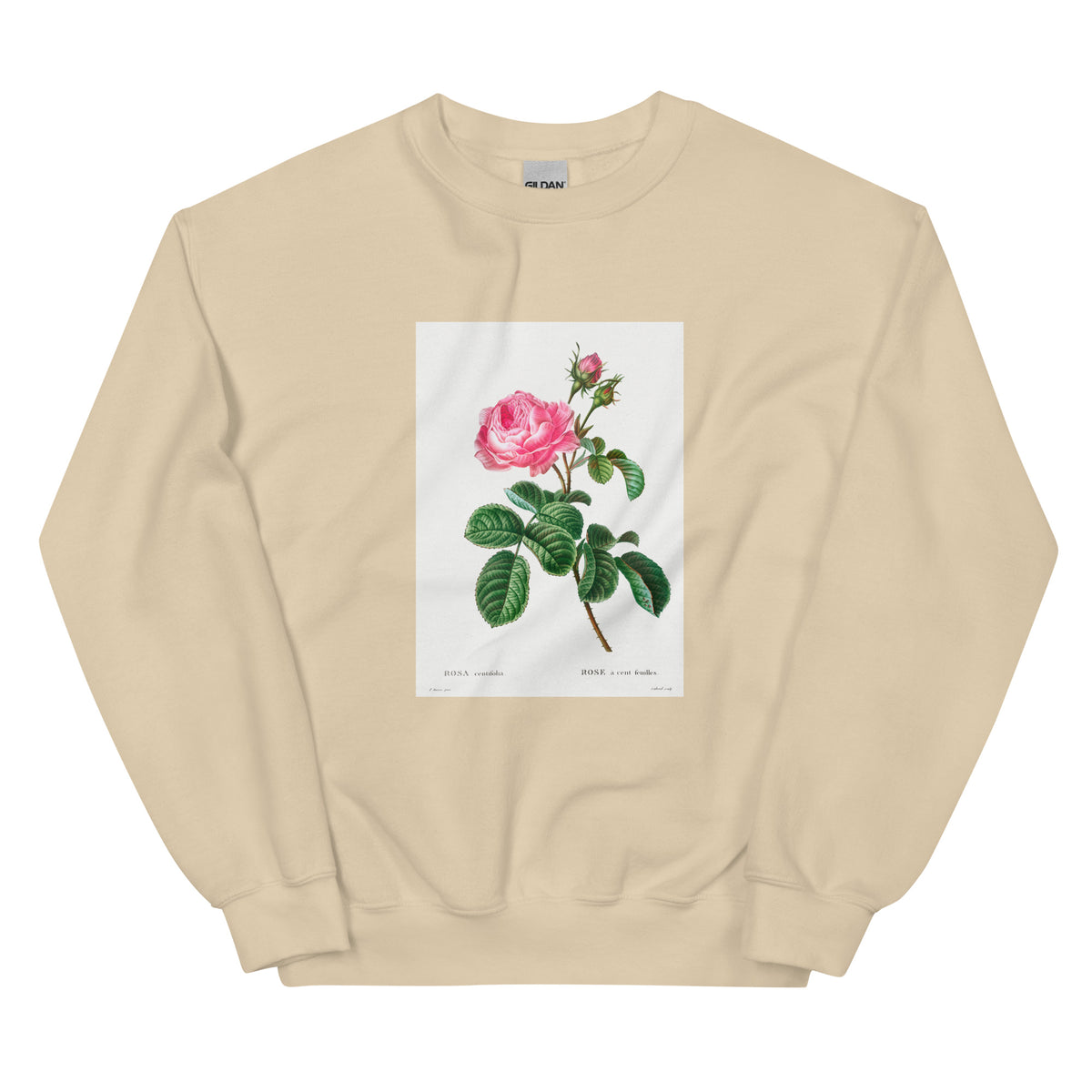 Sand Sweater Cabbage Rose Rosa Centifolia Essential