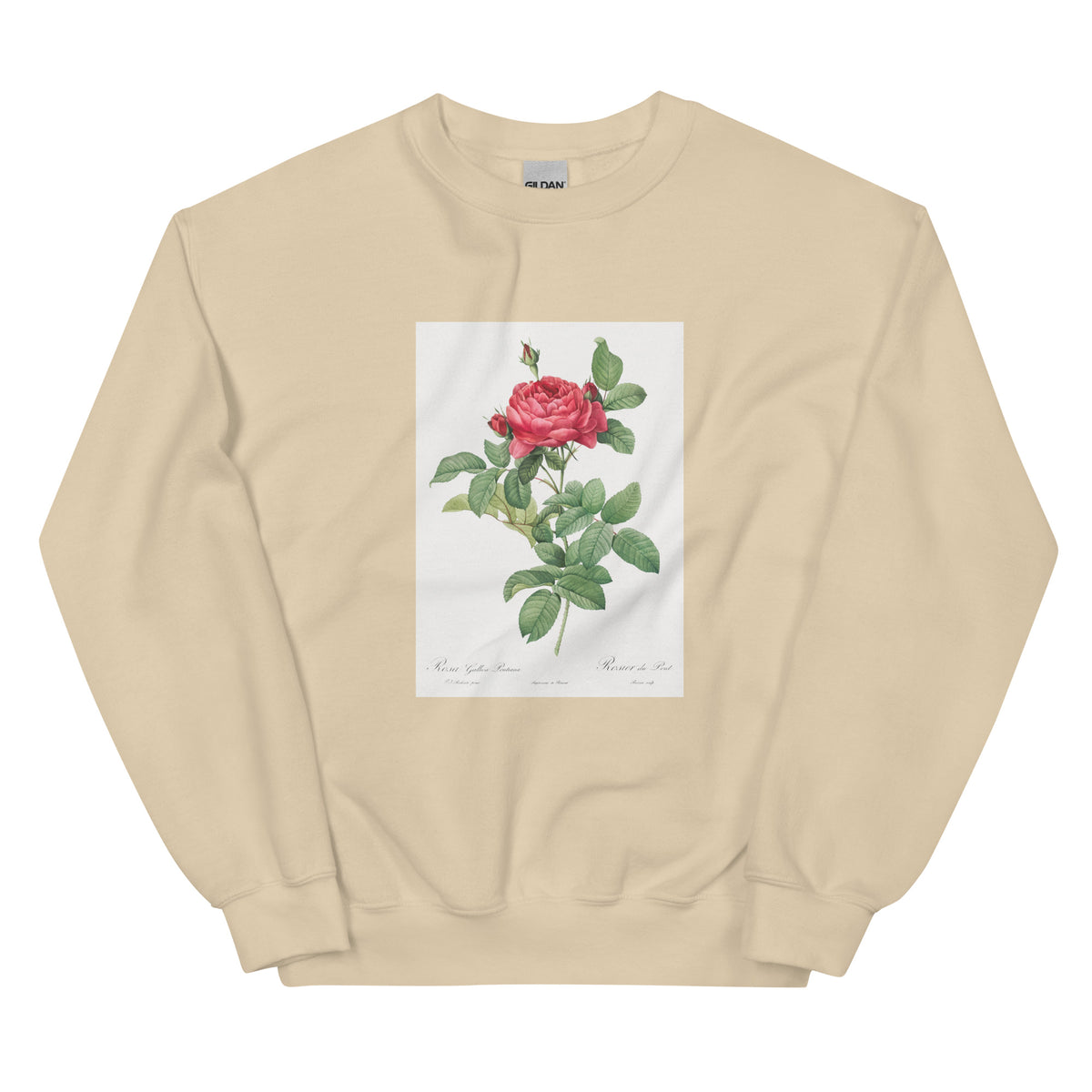 Sand Sweater Rosa Gallica Pontiana Also Known As Bridge Rose Essential