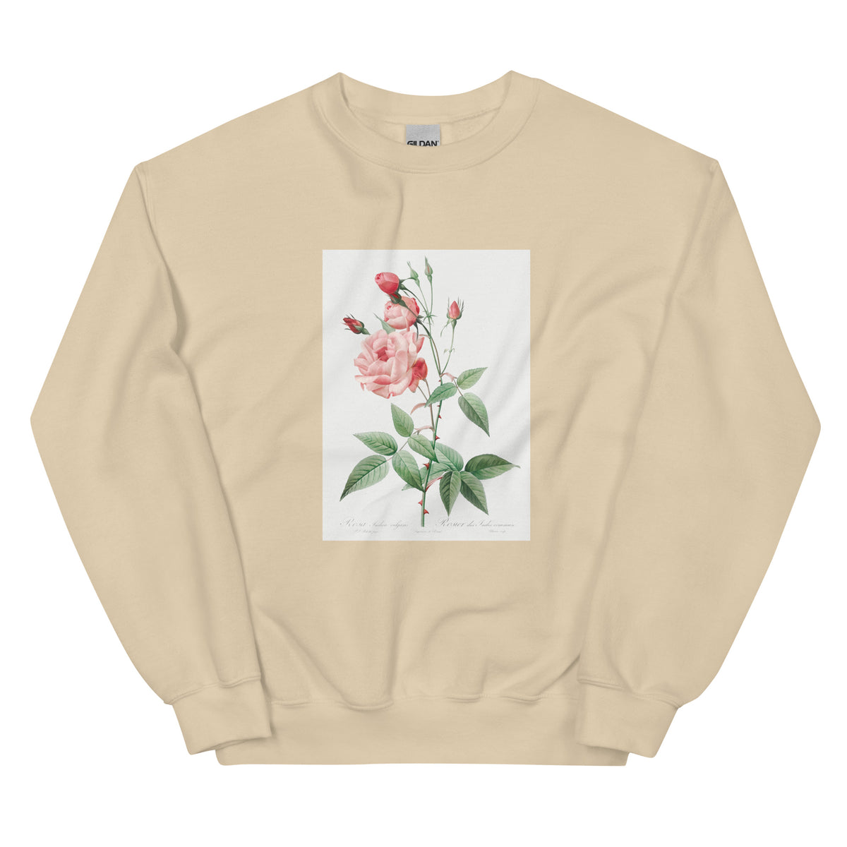 Sand Sweater Old Blush China Also Known As Common Rose Of India Rosa Indica Vulgaris Essential
