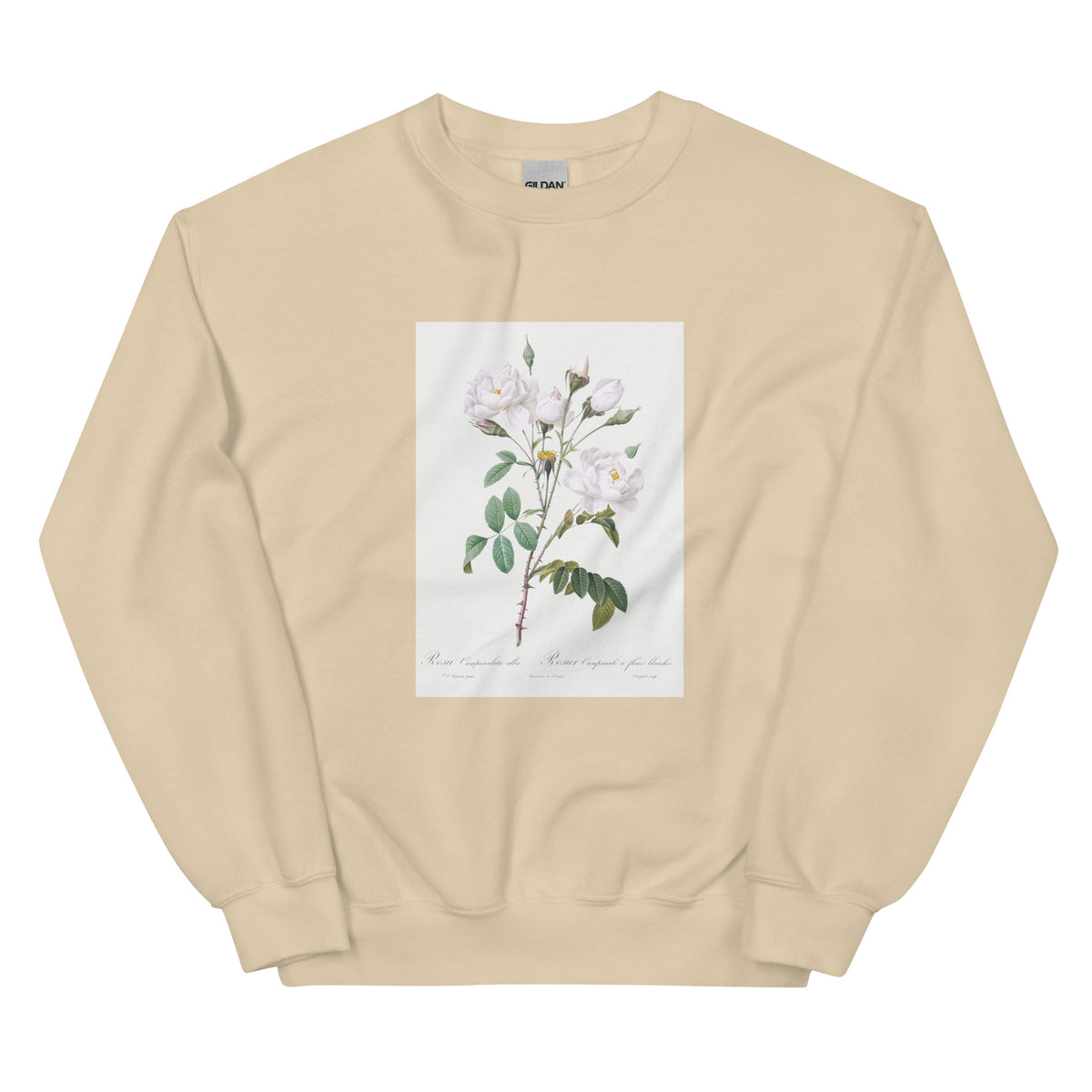 Sand Sweater Rosa Campanulata Alba Also Known As Pink Bellflowers To White Flowers Essential