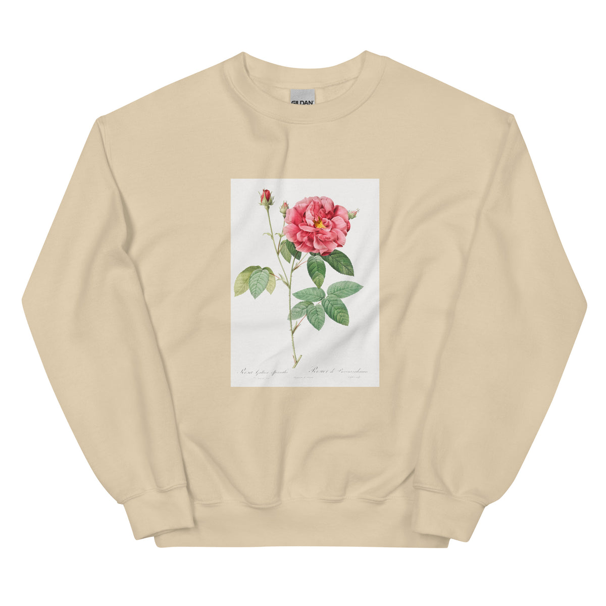 Sand Sweater French Rose Also Known As Ordinary Provins Rosebush Rosa Galluca Offuenalis Essential