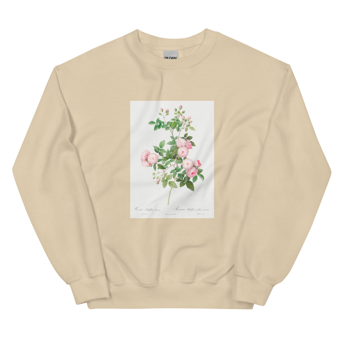 Sand Sweater Flesh-Pink Multiflora Rosa Multiflora Carnea Essential