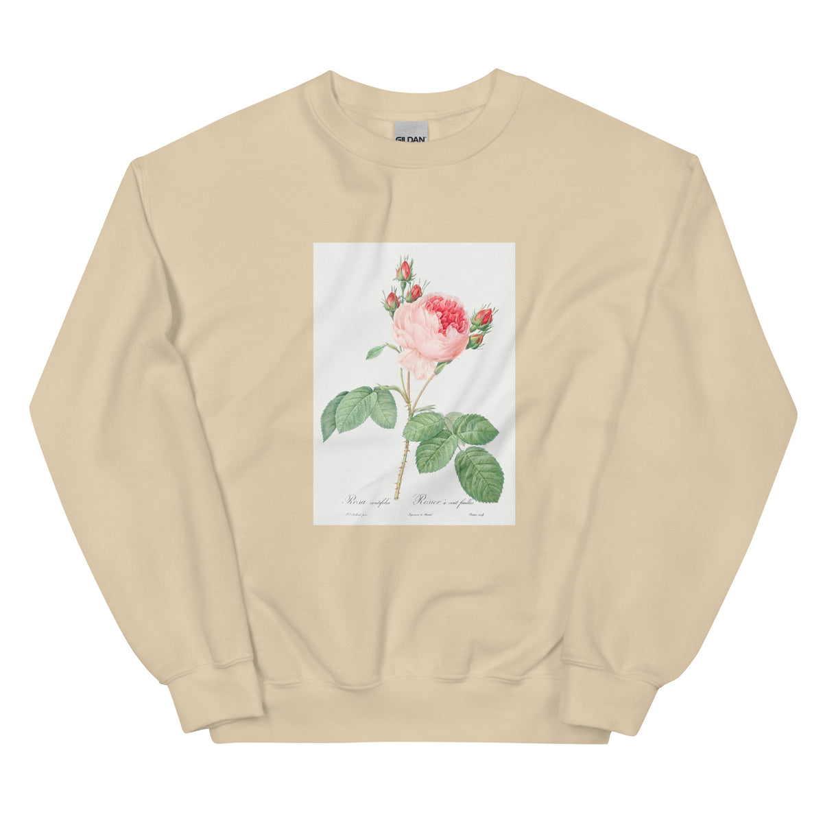 Sand Sweater Cabbage Rose Also Known As One Hundred-Leaved Rose Rosa Centifolia Essential