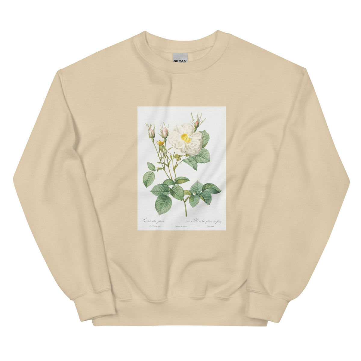 Sand Sweater Rosa X Alba Also Known As The White Leaf Of Fleury Rosa Alba Foliacea Essential