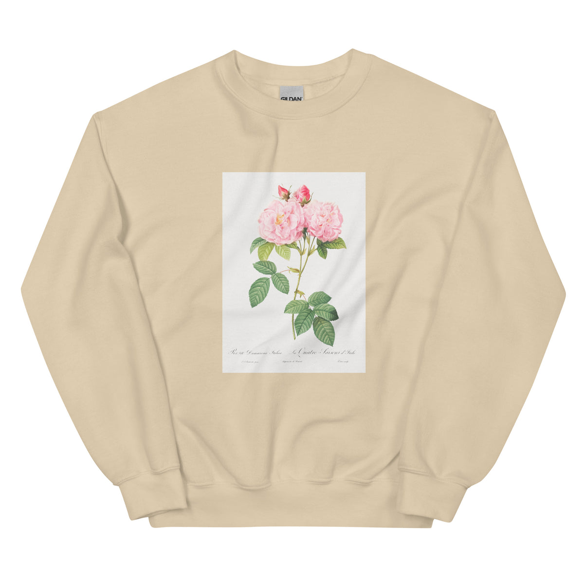 Sand Sweater Italian Damask Rose Also Known As The Four Seasons Of Italy Rosa Damascena Italica Essential