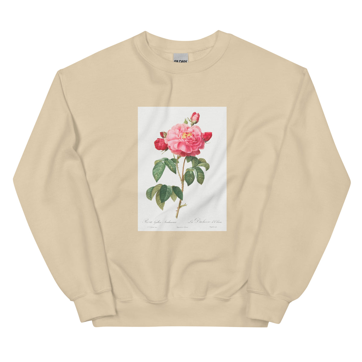 Sand Sweater Gallic Rose Also Known As The Duchess Of Orleans Rosa Gallica Aurelianensis Essential