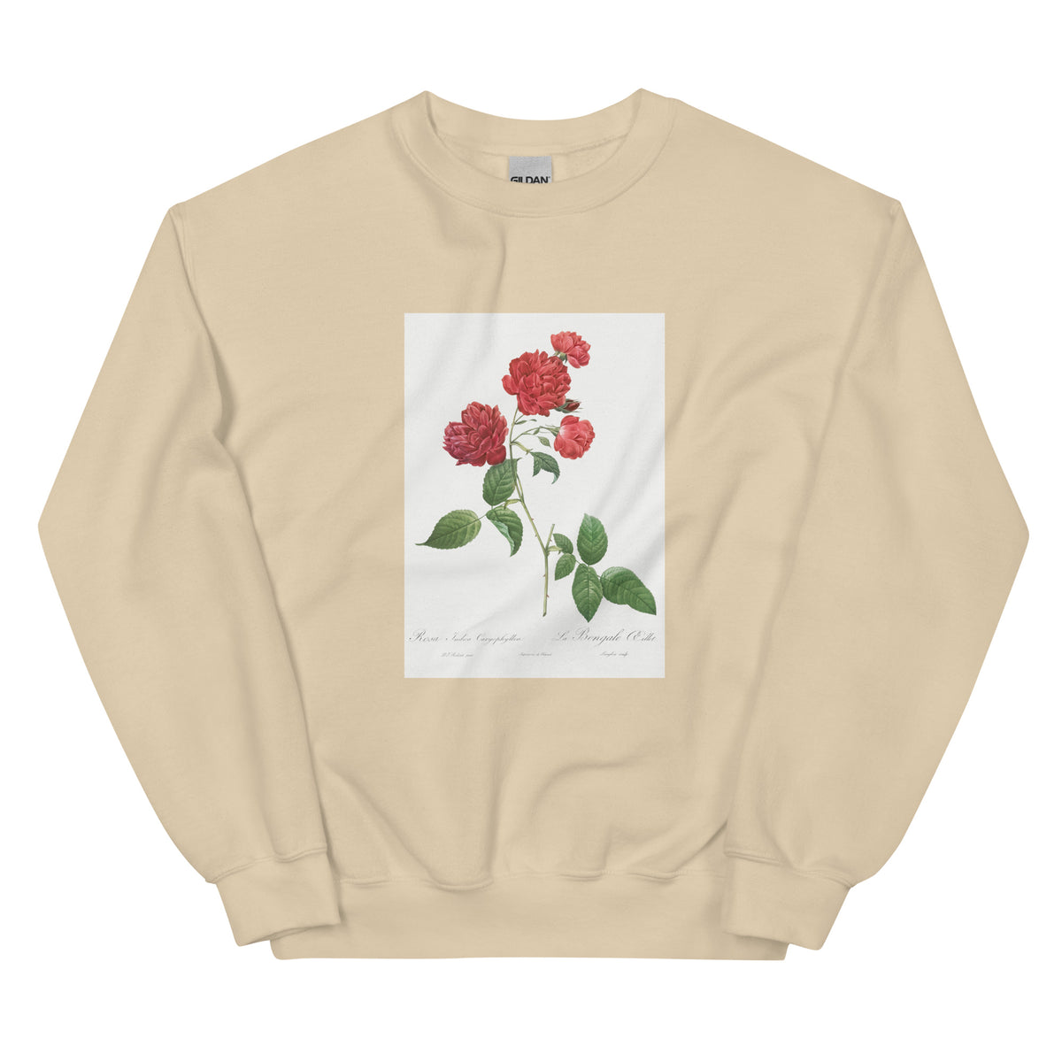 Sand Sweater Red Cabbage Rose Also Known As Bengal Eyelet Rosa Indica Caryophyllea - Pierre-Joseph Redoute Original From The Library Of Congress 1817 Essential