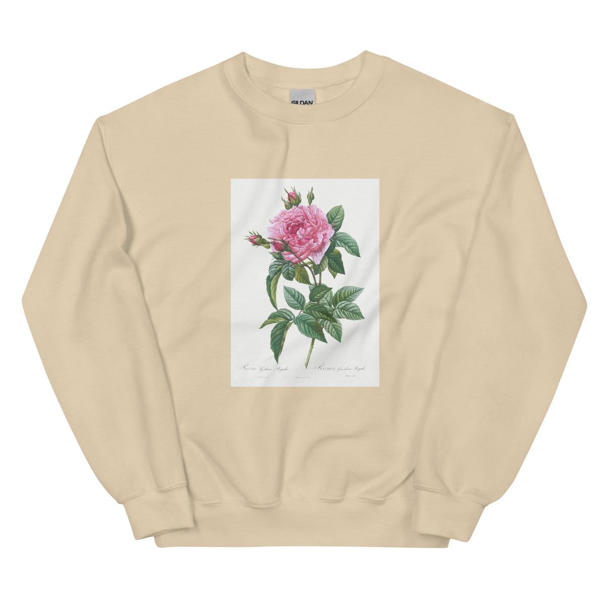 Sand Sweater Gallic Rose Rosa Gallica Regalis Essential