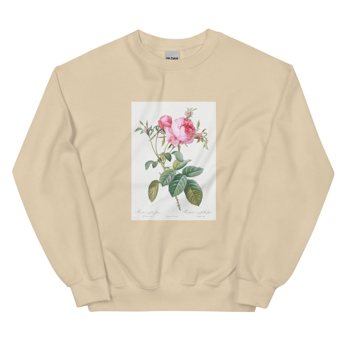 Sand Sweater Rose De Mai Rosa Centifolia Foliacea Essential