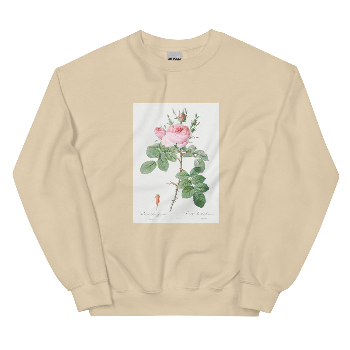 Sand Sweater Rosa Bifera Officinalis Also Known As Rose Of Perfume Essential