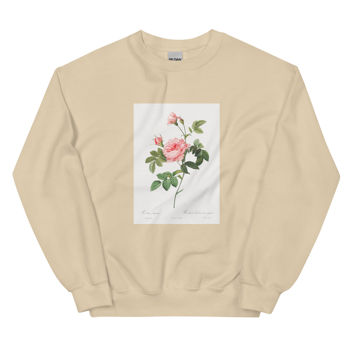 Sand Sweater Boursault Rose Also Known As Rose Turbine Without Thorns Rosa Inermis Essential