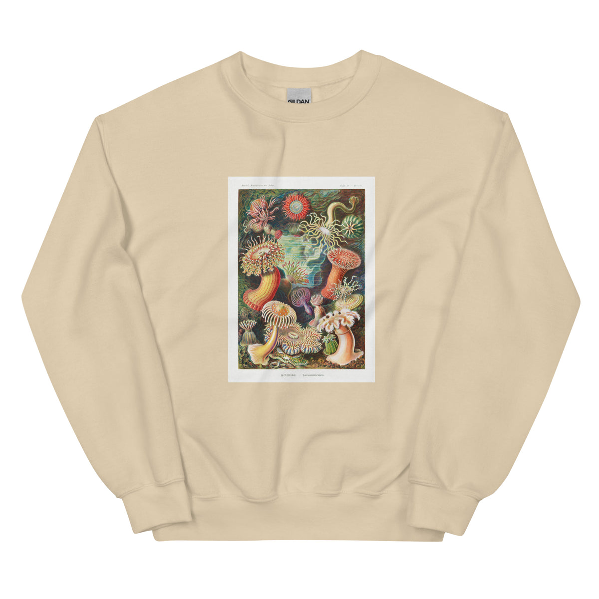 Sand Sweater Actiniae Seeanemonen Essential