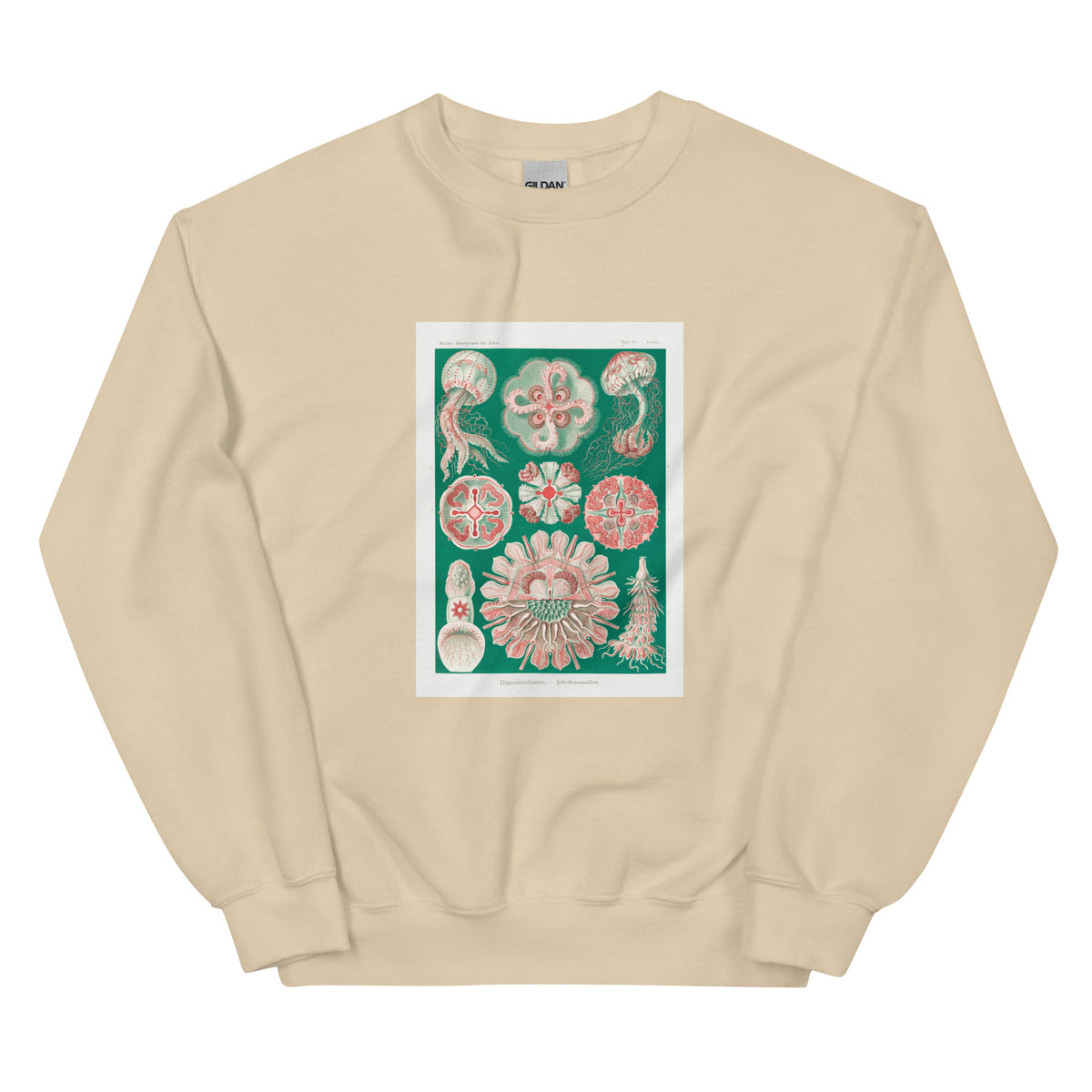 Sand Sweater Discomedusae Schweibenquallen Essential