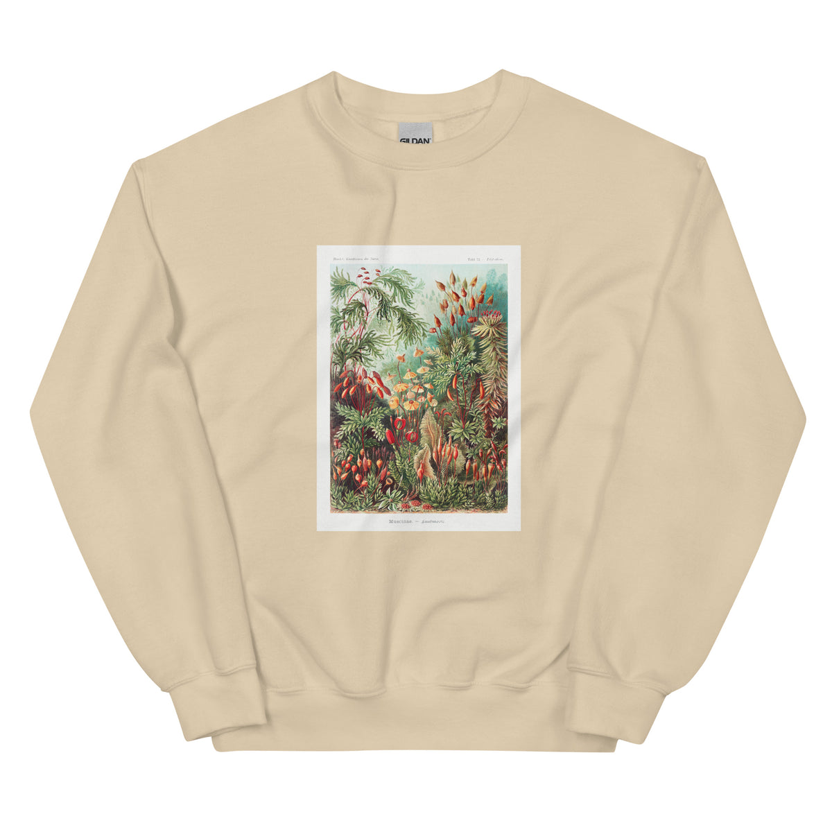 Sand Sweater Muscinae Laubmoose A Giltsch Gem Essential
