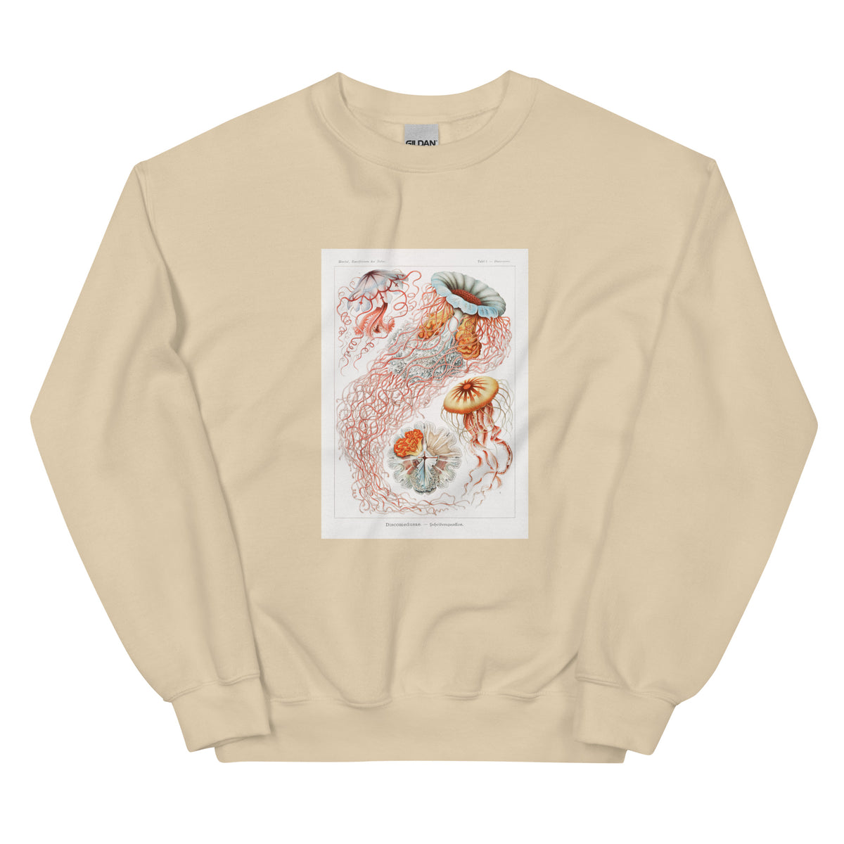 Sand Sweater Discomedusae Scheibenquallen Essential