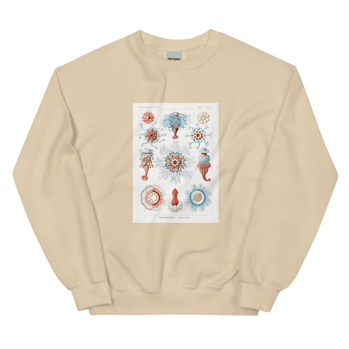 Sand Sweater Siphonophorae Staatsquallen Essential