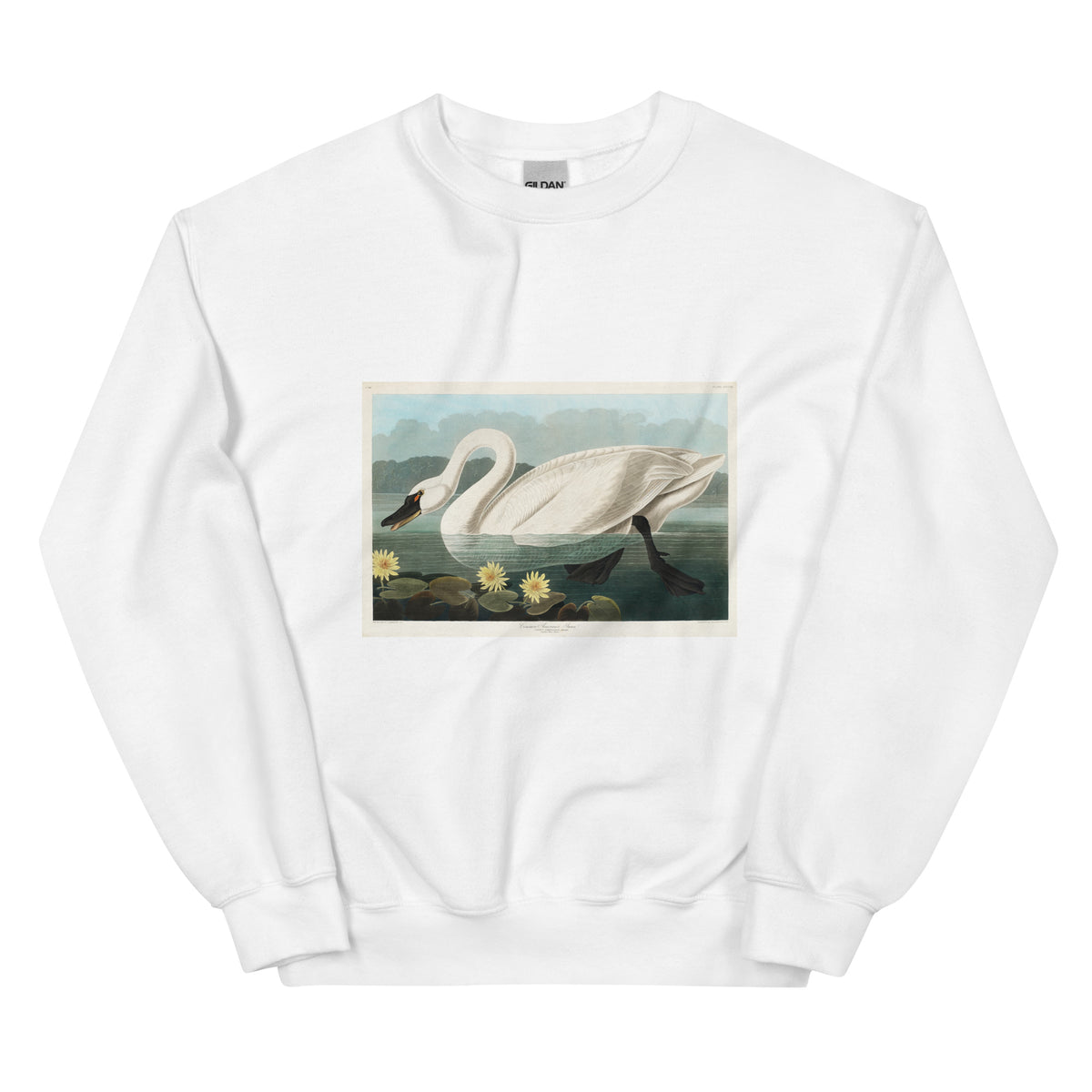 White Sweater Common American Swan - John James Audubon 1827 Essential