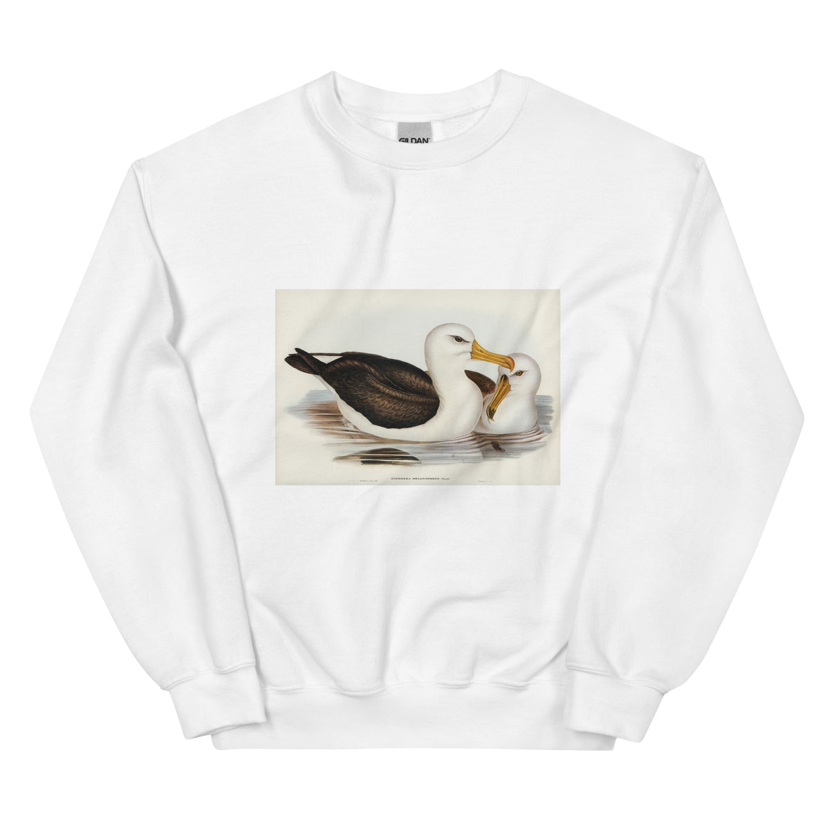 White Sweater Black-Eyebrowed Albatros Diomedea Melanophrys Illustrated - Elizabeth Gould 1804 Essential