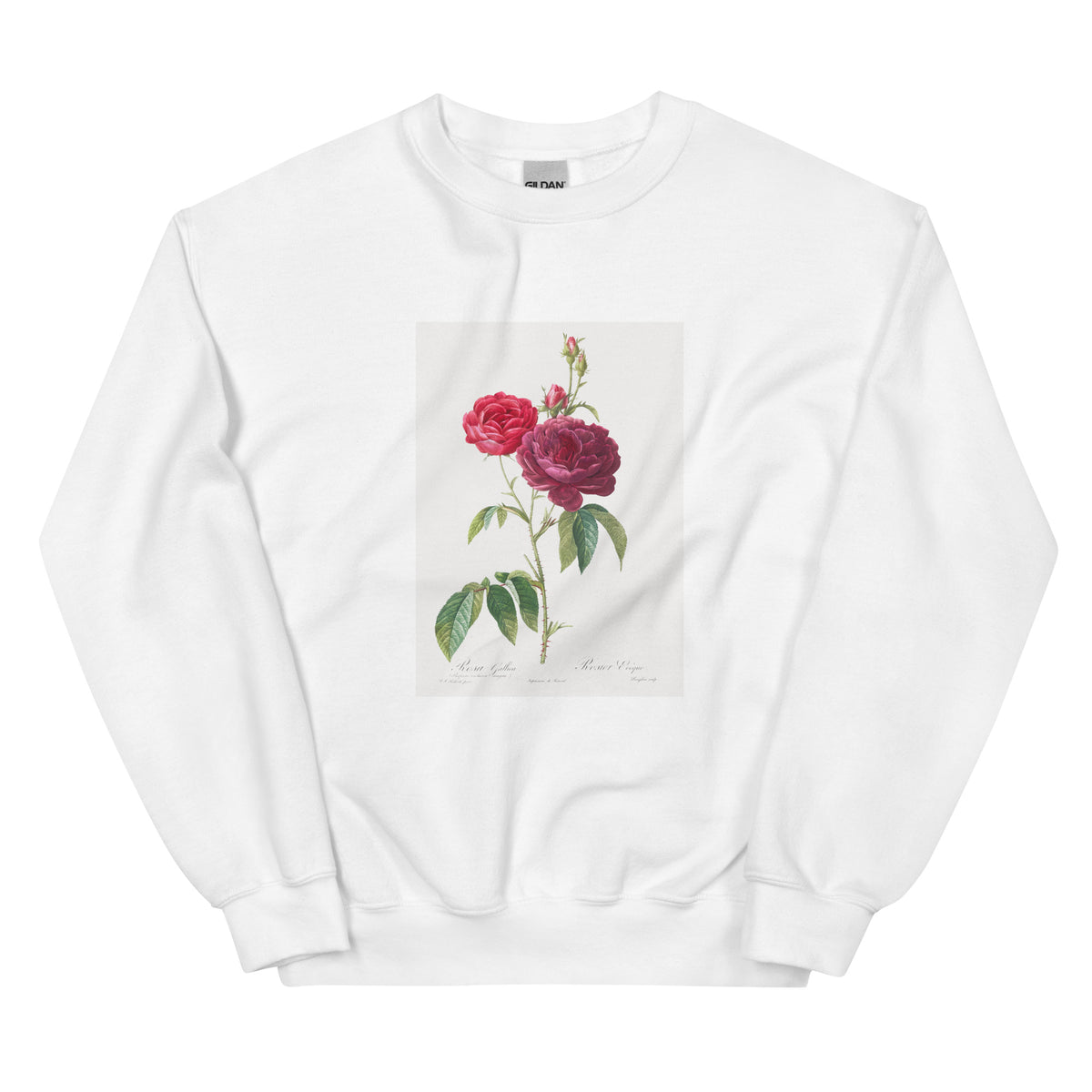 White Sweater Purple French Rose Rosa Gallica Purpuro-Violacea Magna Essential