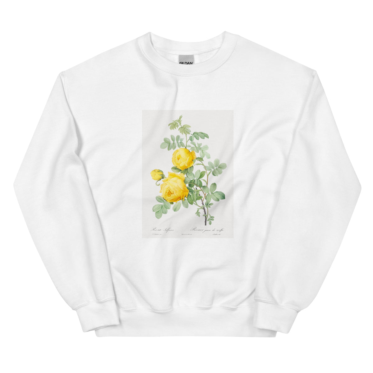 White Sweater Rosa Hemisphaerica Also Known As Yellow Rose Of Sulfur Rosa Sulfurea Essential