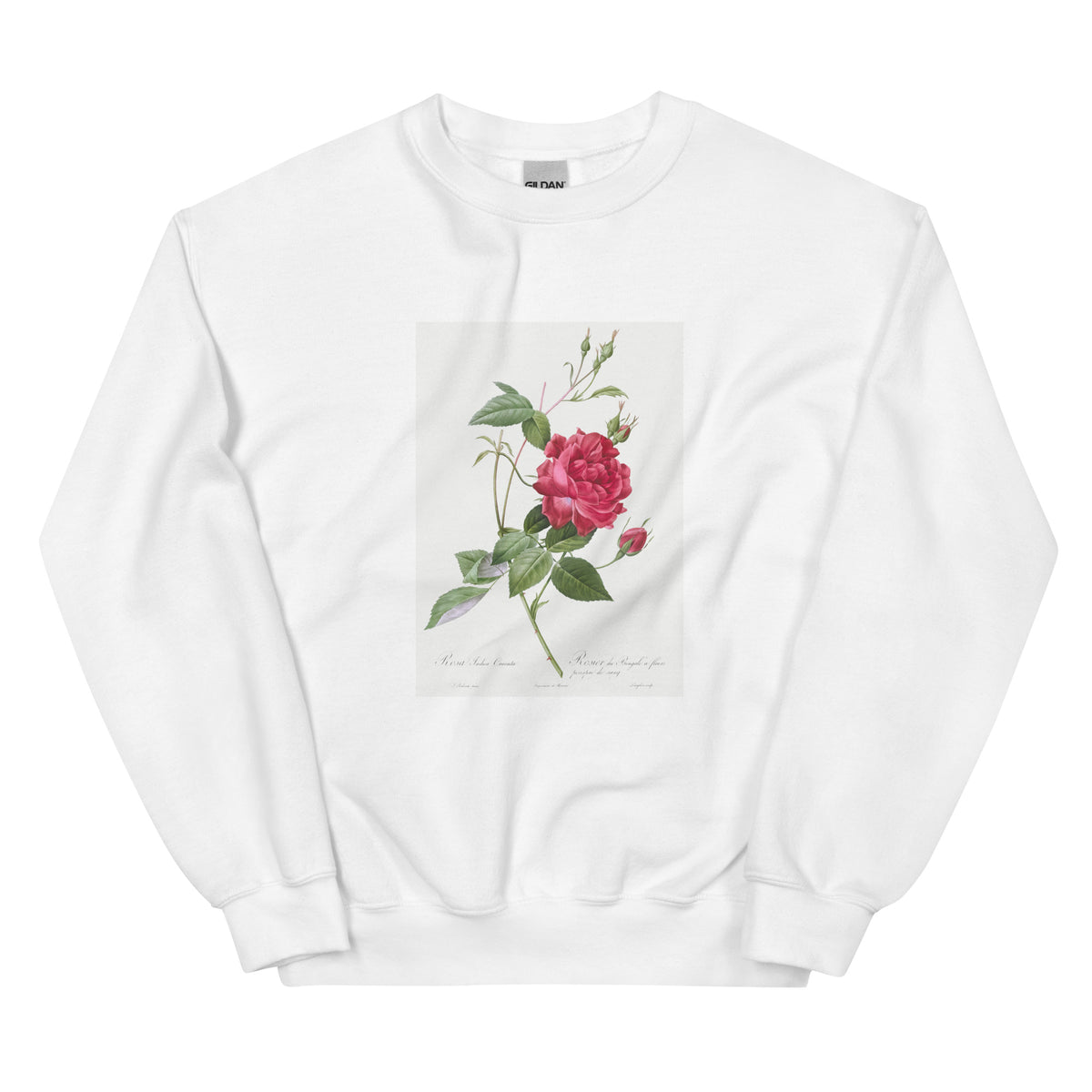 White Sweater Blood-Red Bengal Rose Rosa Indica Cruneta Essential