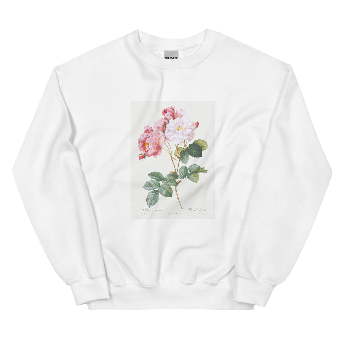 White Sweater Rosa Damascena Rosebush Rosa Damascena Essential
