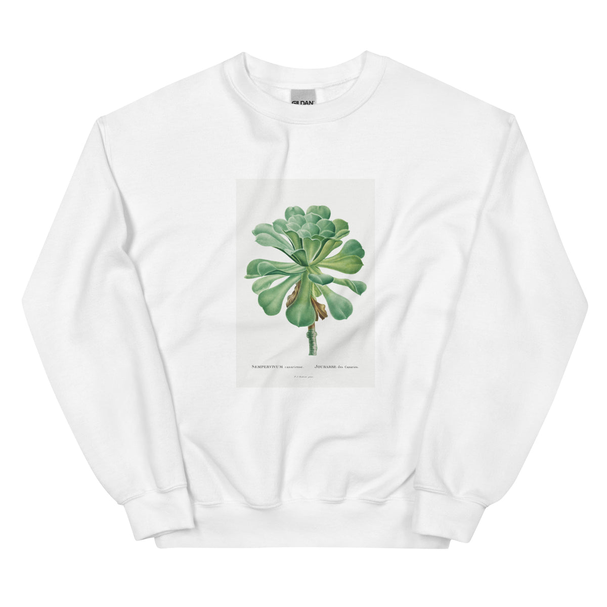 White Sweater Sempervivum Canariense Image Essential