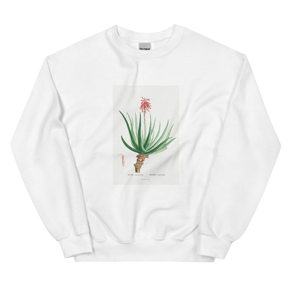 White Sweater Aloe Socotrina Image Essential