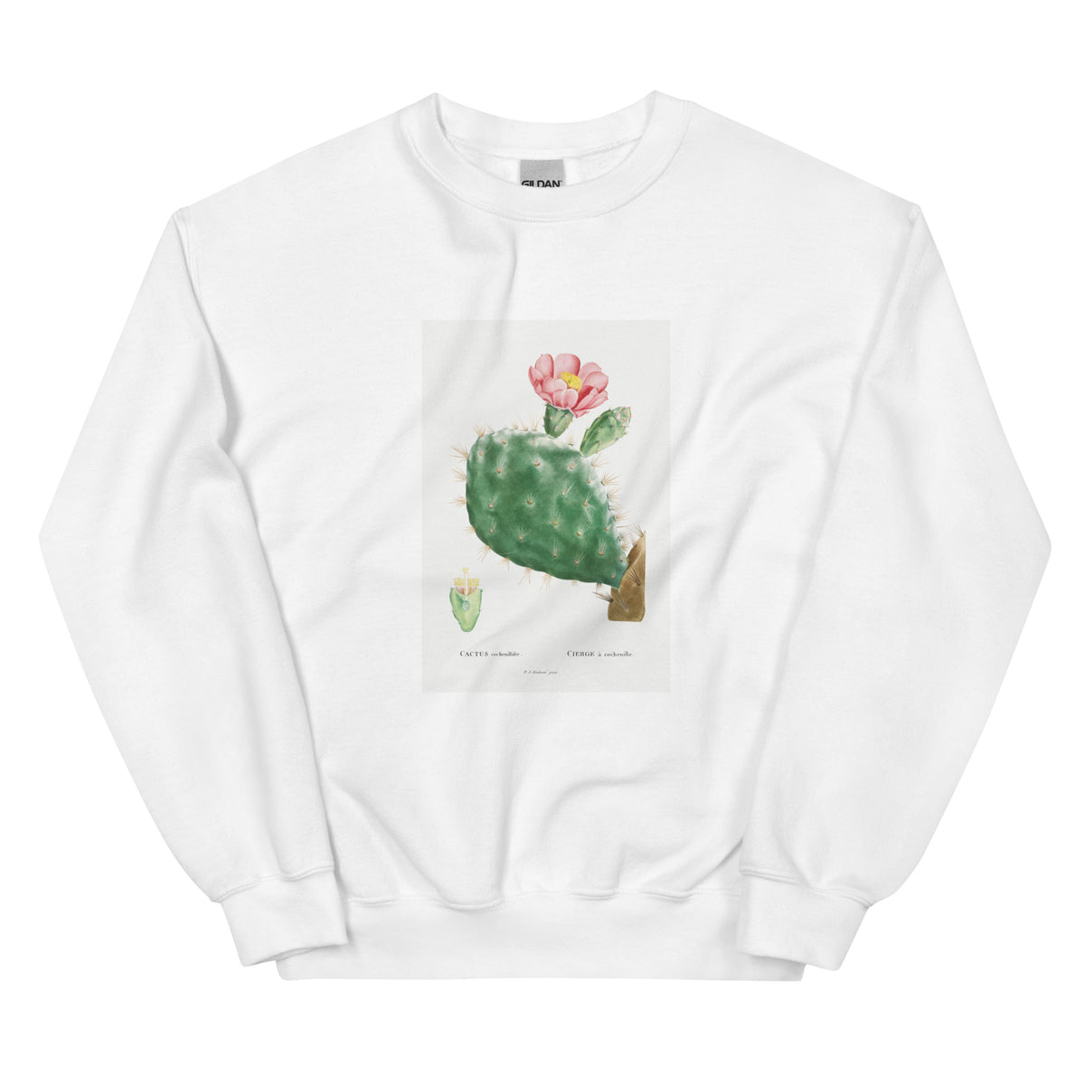 White Sweater Cactus Cochenillifer Image Essential