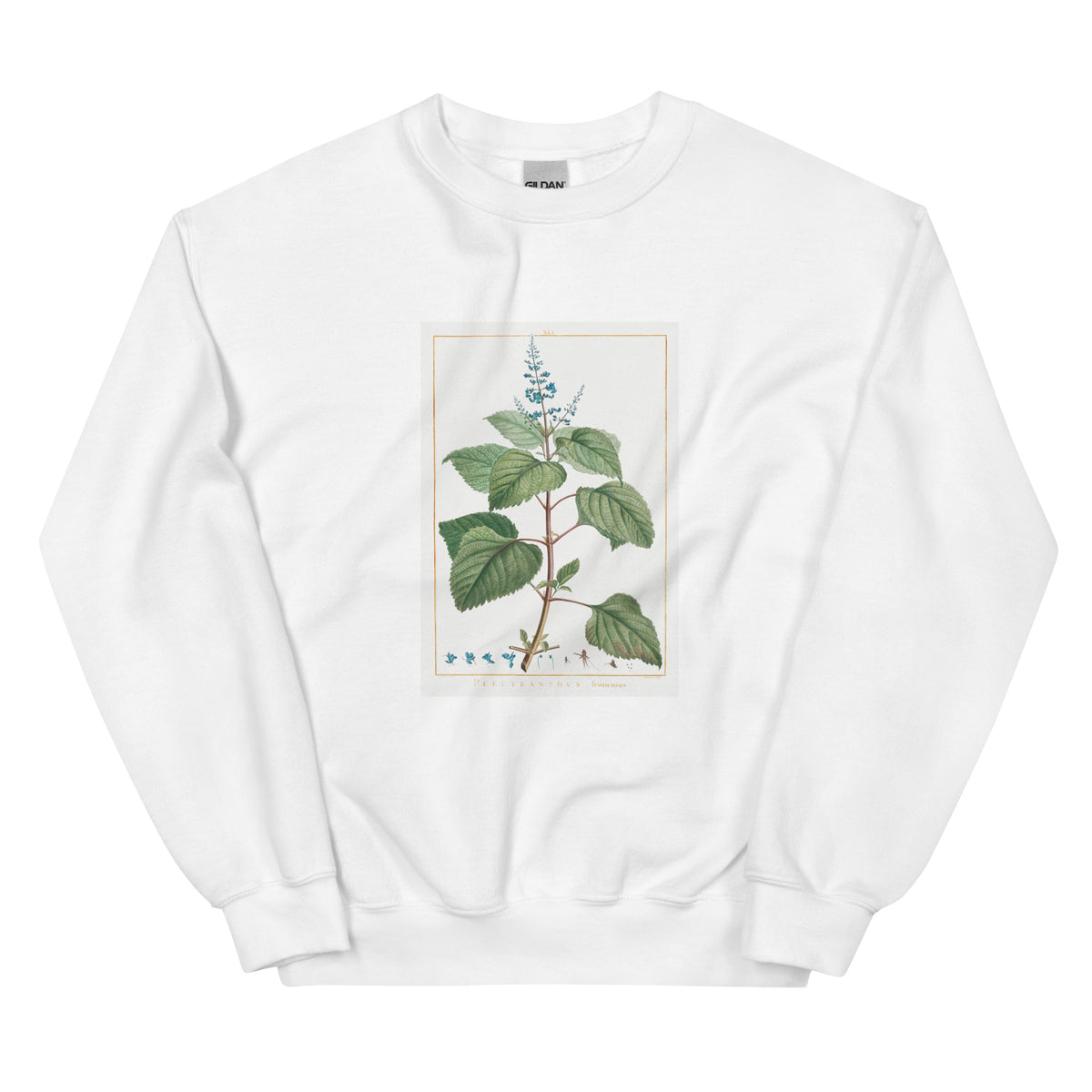 White Sweater Plectranthus Fruticosus Image - Pierre-Joseph Redoute And Charles Louis 1784 Essential