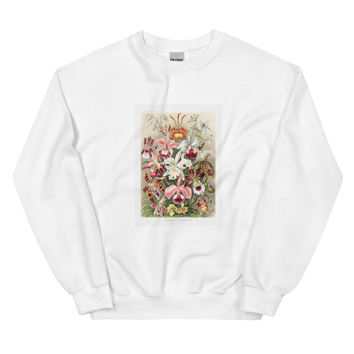White Sweater Orchideae Denusblumen A Giltsch Gem Essential