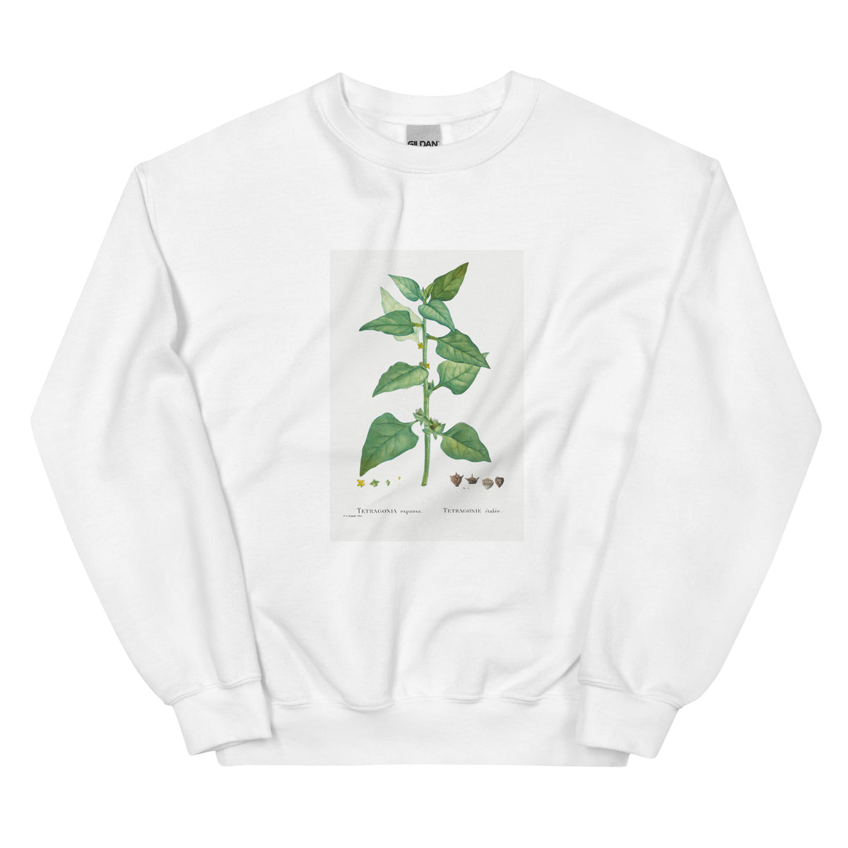 White Sweater Tetragonia Expansa New Zealand Spinach Essential