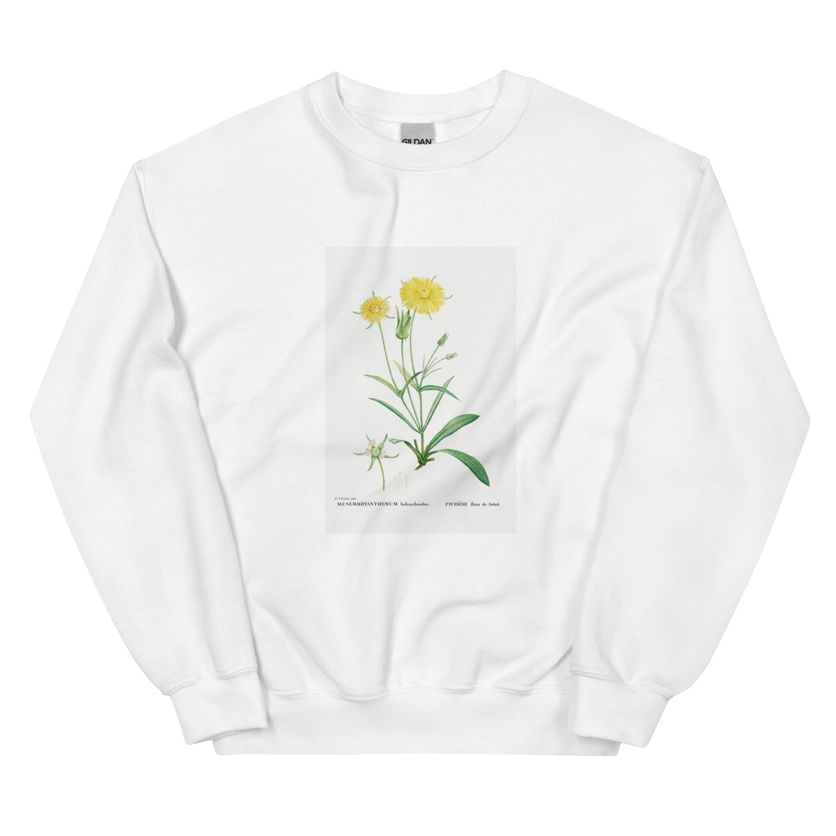 White Sweater Mesembryanthemum Helianthoides Spatula Leaved Fig Marigold - Pierre-Joseph 1799 Essential