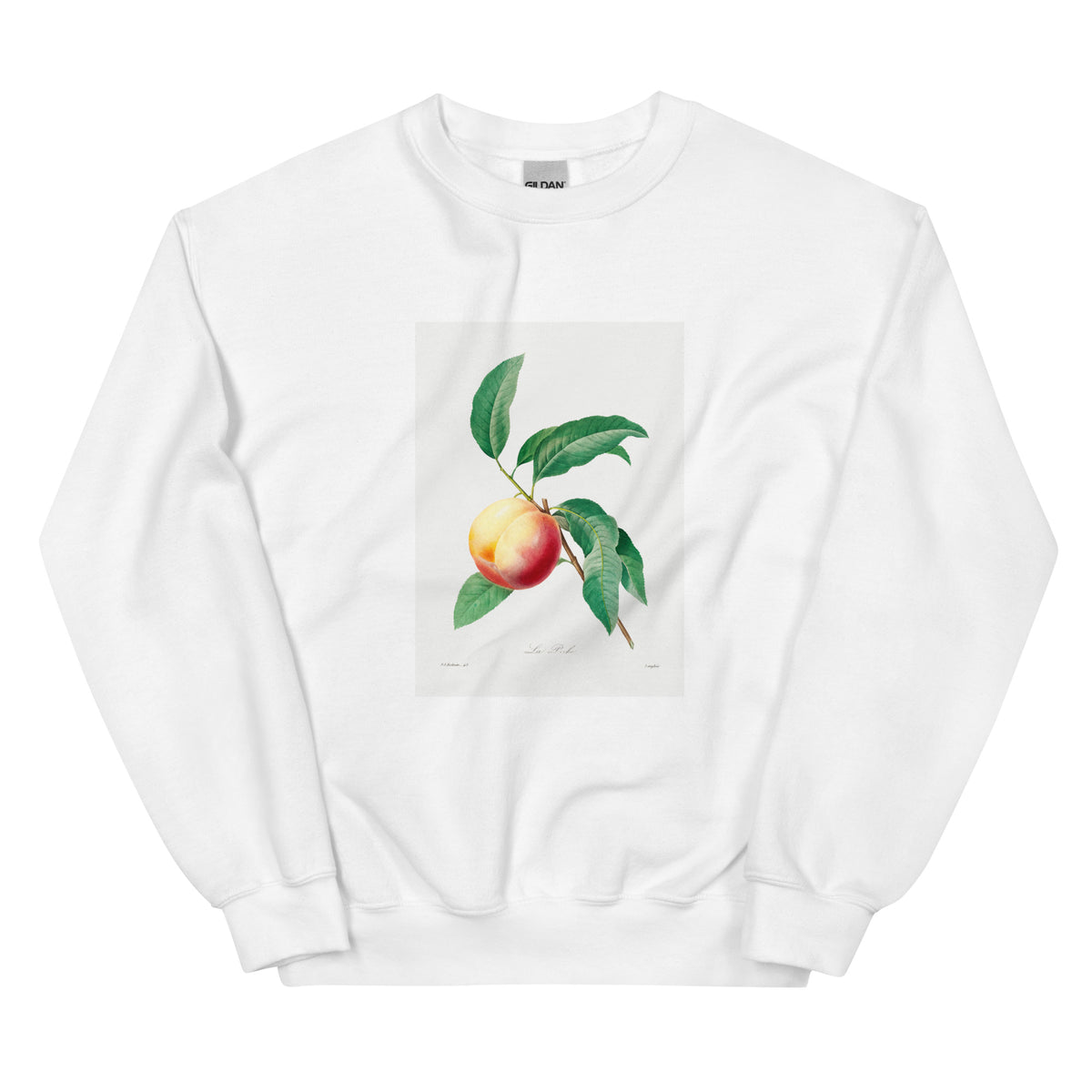 White Sweater Peach Fruit On A Branch - Pierre-Joseph Redoute 1759 Essential
