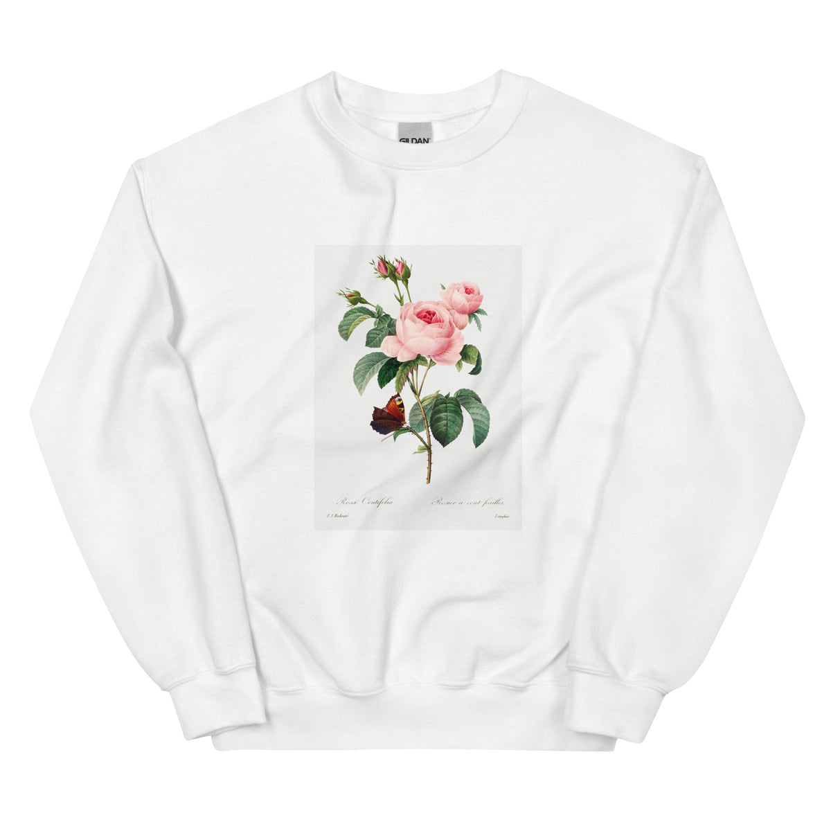 White Sweater Cabbage Rose - Pierre-Joseph Redoute 1759 Essential