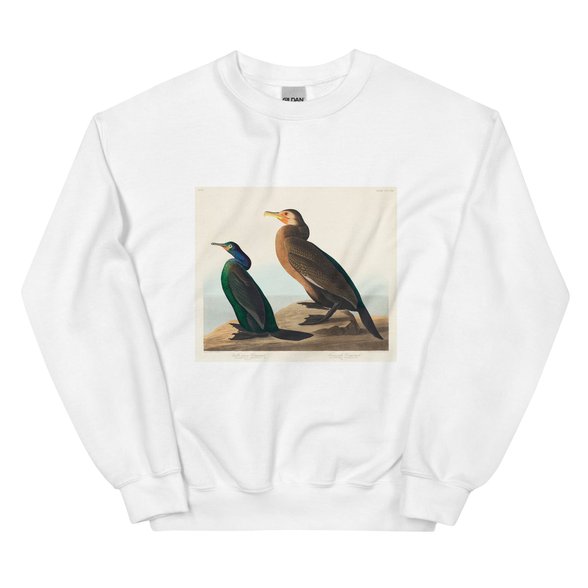White Sweater Violet-Green Cormorant And Townsend S Cormorant - John James Audubon 1827 Essential