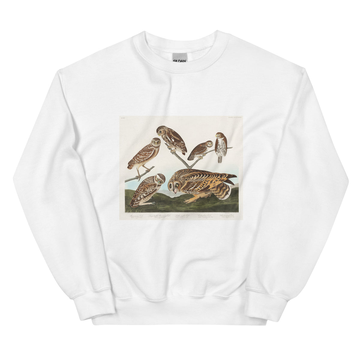 White Sweater Burrowing Owl Large-Headed Burrowing Owl Little Night Owl Columbian Owl And Short-Cared Owl - John James Audubon 1827 Essential
