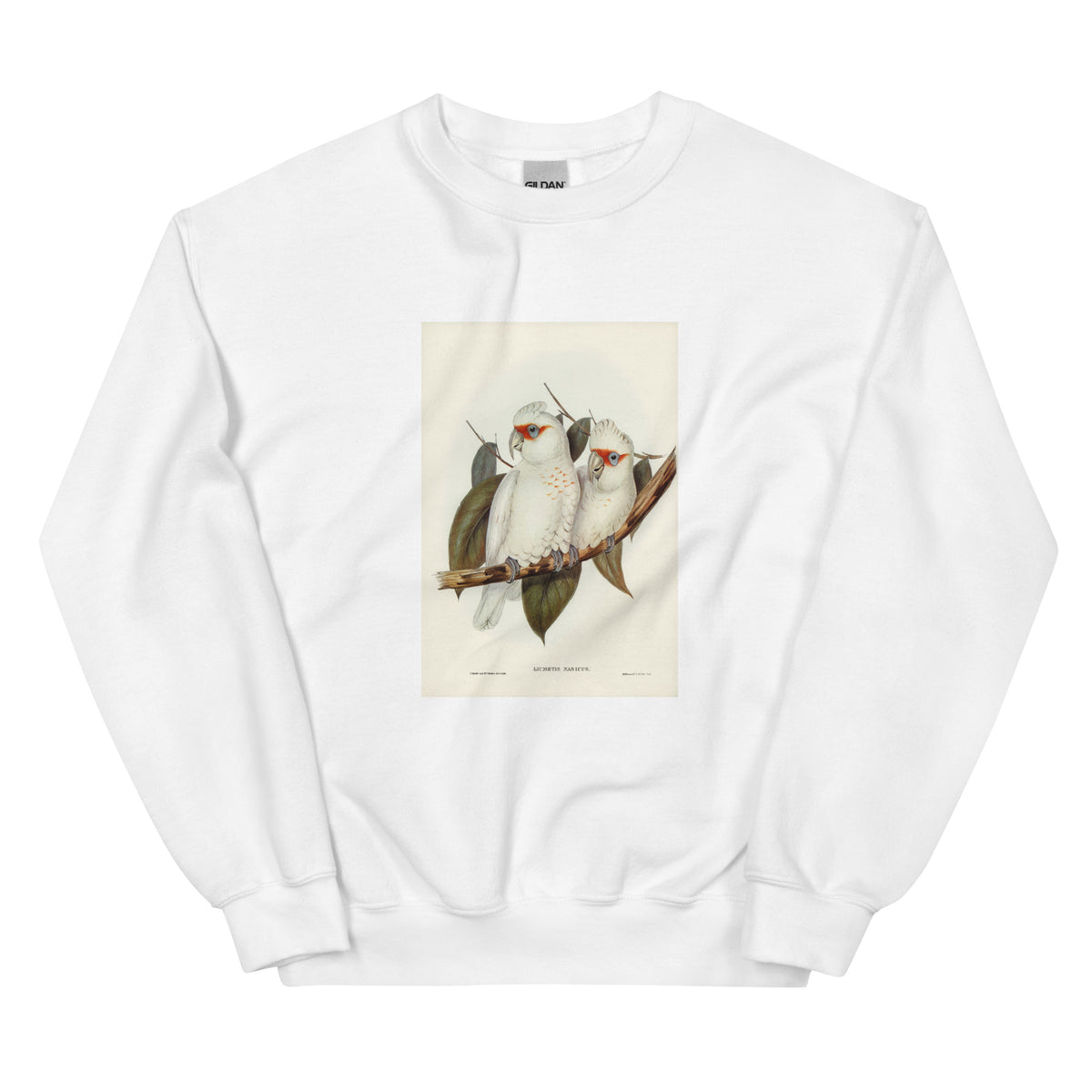 White Sweater Long-Billed Cockatoo Licmetis Nasicus Illustrated - Elizabeth Gould 1804 Essential