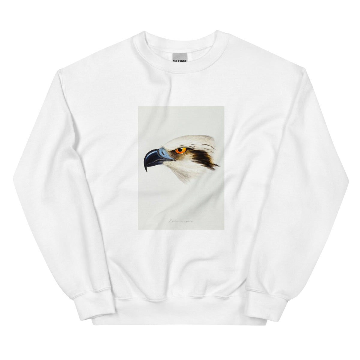 White Sweater White-Headed Osprey Pandion Leucocephalus Illustrated Essential