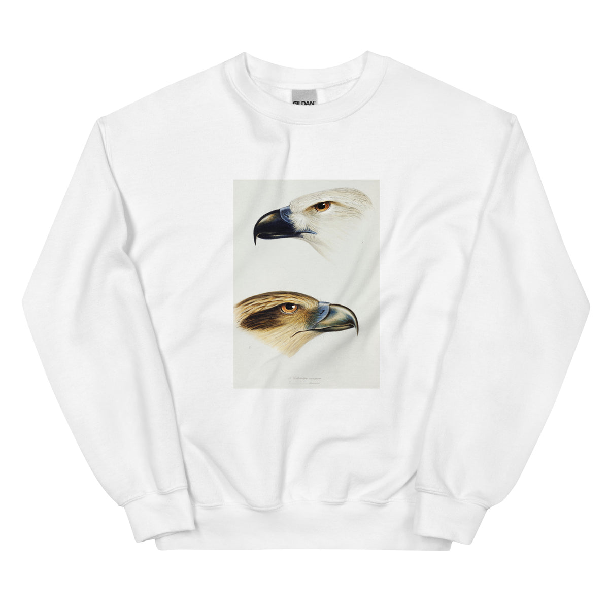 White Sweater 1 White-Bellied Sea Eagle Haliaeetus Leucogaster 2 Whistling Kite Haliastur Sphenurus Illustrated Essential