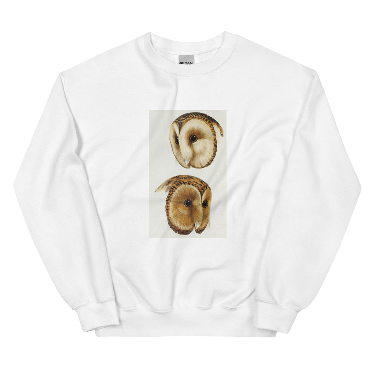 White Sweater 1 Masked Barn Owl Strix Personata 2 Tasmanian Masked Owl Strix Castanops Illustrated Essential