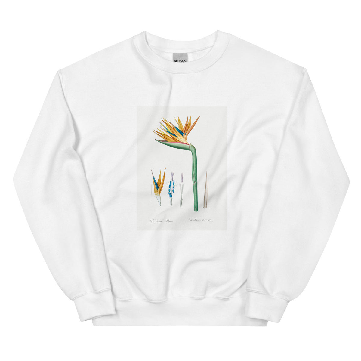 White Sweater Bird Of Paradise Illustration Essential