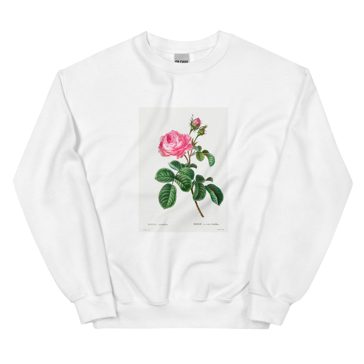 White Sweater Cabbage Rose Rosa Centifolia Essential